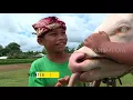 Download Lagu BOCAH PETUALANG | KISAH BELANGA DAN MALAEAN SAPI (23/08/19) PART 1