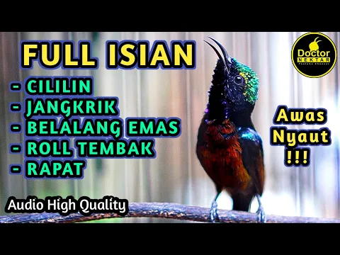 Download MP3 KONIN GACOR FULL ISIAN CILILIN, JANGKRIK, ROLL TEMBAK RAPAT COCOK BUAT KOLIBRI NINJA BAHAN PASTOLAN