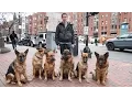 Download Lagu Dog Whisperer: Trainer Walks Pack Of Dogs Without A Leash