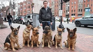Dog Whisperer Trainer Walks Pack Of Dogs Without A Leash 