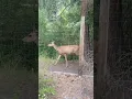 Download Lagu Thong dong tự tại vậy mà hay 🦌 #shotrs #nicedeer #backyard