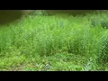 Testing the Ryobi Brush Cutter attachment Part 2