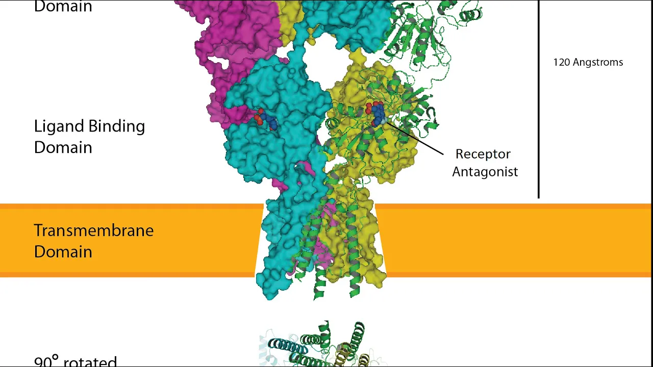 Α-Amino-3-hydroxy-5-methyl-4-isoxazolepropionic acid receptor | Wikipedia audio article