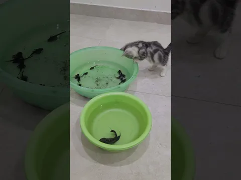 Baby cat reaction to baby fish 😹