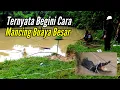 Download Lagu BEGINI CARA MANCING BUAYA BESAR ❗️How to Catch Big Crocodile