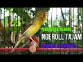 Download Lagu CUIT CUIT SUARA Kenari PANCINGAN EFEKTIF Cocok untuk Masteran KENARI PAUD \u0026 Kenari Macet BUNYIGACOR