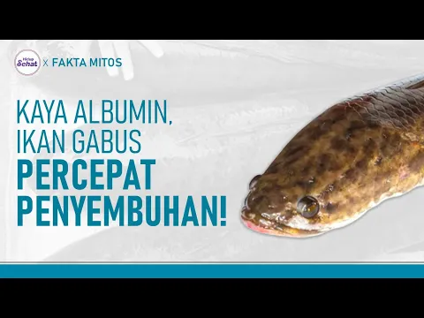 Ikan Gabus Bikin Cepat Sembuh Ternyata Bukan Sekedar Mitos