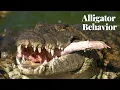 Understanding Alligator Behavior Insights into Their Fascinating Traits and Habits