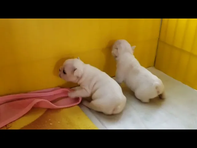 動画