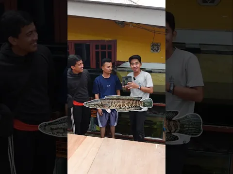 Seser banyak anakan ikan channa lucius yang wujud nya kayak gini