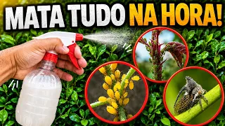 Mata Pulgão, Fungo, Cochonilha, Ácaros, Trips, Mosca Branca (Sem Gastar Nada)