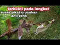 Download Lagu SUARA PIKAT BURUNG CRUCUKAN ampuh anti zonk
