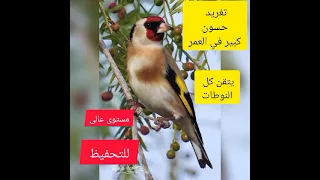 The Sound Of A Goldfinch Singing Ok 