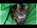 Twin Falls Animal Shelter - KOOL Kritter Peekaboo