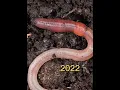 2022 earthworm and 6000 bce earthworm who s next history creatures