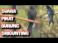 Download Lagu Suara burung Srigunting,cocok untuk pikat/masteran burung kicau