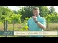 Ison s Nursery How To Train Muscadine Vines to the Top Wire