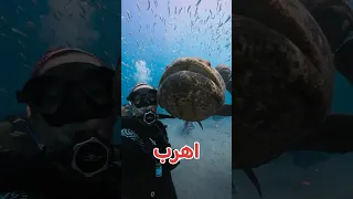 أخطر 3 أنواع سمك أوعي تقرب منهم سمك عالم البحر بحر قرش Fish Sea Shark Sorts 