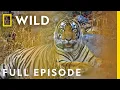 The Mystery of India's Elusive Big Cats (Full Episode) | Big Cat Kingdom