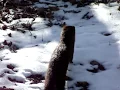 North American Mink In The Wild