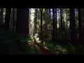Shinrin-Yoku (forest bathing) trailer