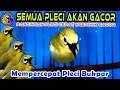 Pleci Ngeriwik Gacor Ampuh memancing Pleci lain Ikut Ngeriwik Kasar Sampai Buka paruh