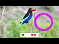 Download Lagu SUARA BURUNG CEKAKAK TENGKEK UDANG GACOR UNTUK MASTERAN