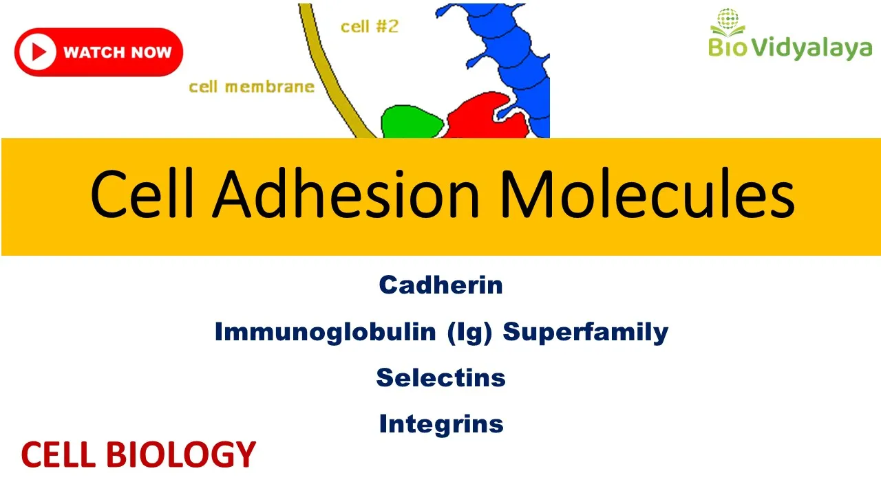 Cell Adhesion Molecules: Cadherin, Selectin, IgSF, Integrin | CELL BIOLOGY CSIR NET Lifescience