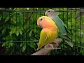 Download Lagu Rosy-Faced Lovebirds Chirping Sounds - Young White-Headed Green Opaline \u0026 Red-Headed Lutino