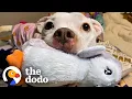 Skinny Abandoned Pit Bull Gets Everything She Dreamed Of The Dodo Pittie Nation