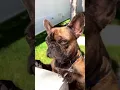 Download Lagu liz gillies instagram stories ft. otis