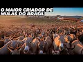 Lagu Por dentro da maior fazenda de burros e mulas do Brasil