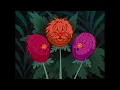 Disney's "Alice in wonderland" - all in the golden afternoon (1951)