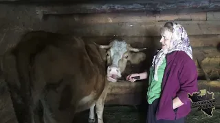 Breza se gicala,neznam kao od nje nisam šećer dobila...