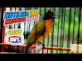 Download Lagu Suara Burung Kutilang Emas Gacor, Cocok jadi Masteran dan Pancingan agar Kutilang Emas Cepat gacor