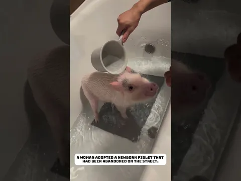 newborn piglet #pig #rescue  #animals #lovestory #cute