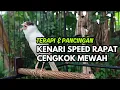 Download Lagu MASTERAN KENARI GACOR NGEROL PANJANG JITU UNTUK PANCINGAN Kenari Paud AGAR cepat Bunyi DAN GACOR