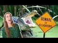 ALLIGATORS in South Carolina What You NEED to Know