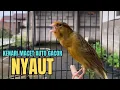 Download Lagu Kenari gacor PANJANG AMPUH cocok buat PANCINGAN KENARI AGAR BUNYI, jadikan BURUNG KENARI GACOR EMOSI