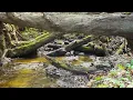 Dan Gibson’s Solitudes - Drifting into Peace | Relax Naturally