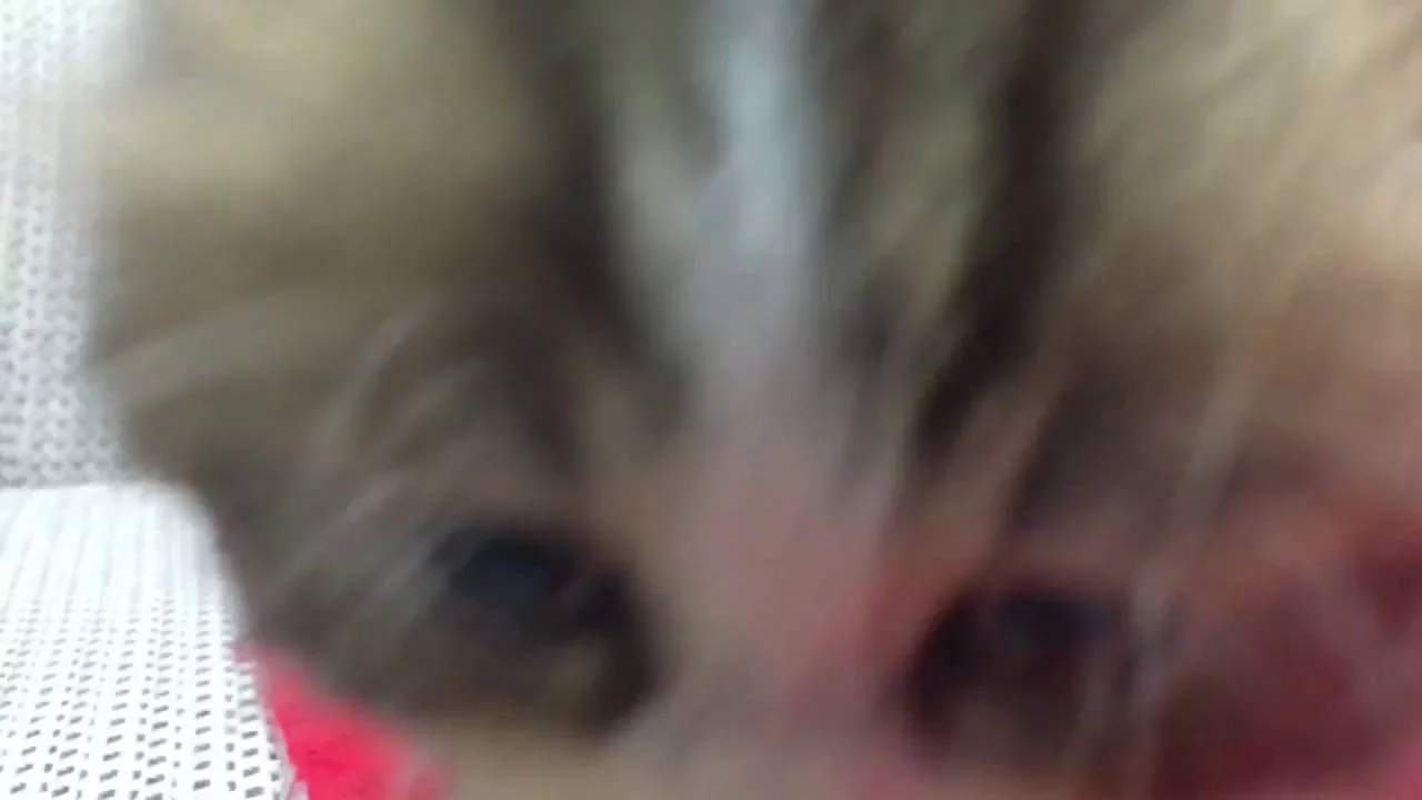 動画