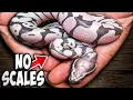I Hatched A Scaleless Ball Python