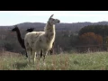 A Teacher Will Kiss a Llama!