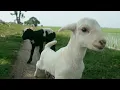 Download Lagu Dimana anak kambing saya Lagu Asik Kambing Joget