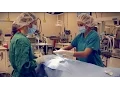 LMU-College of Veterinary Medicine Testimonial - Kerri Haider