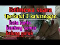 Download Lagu kemunculan suara perkutut lokal baturante kantong semar kalung tempuk ,1 kutut 3 katuranggan