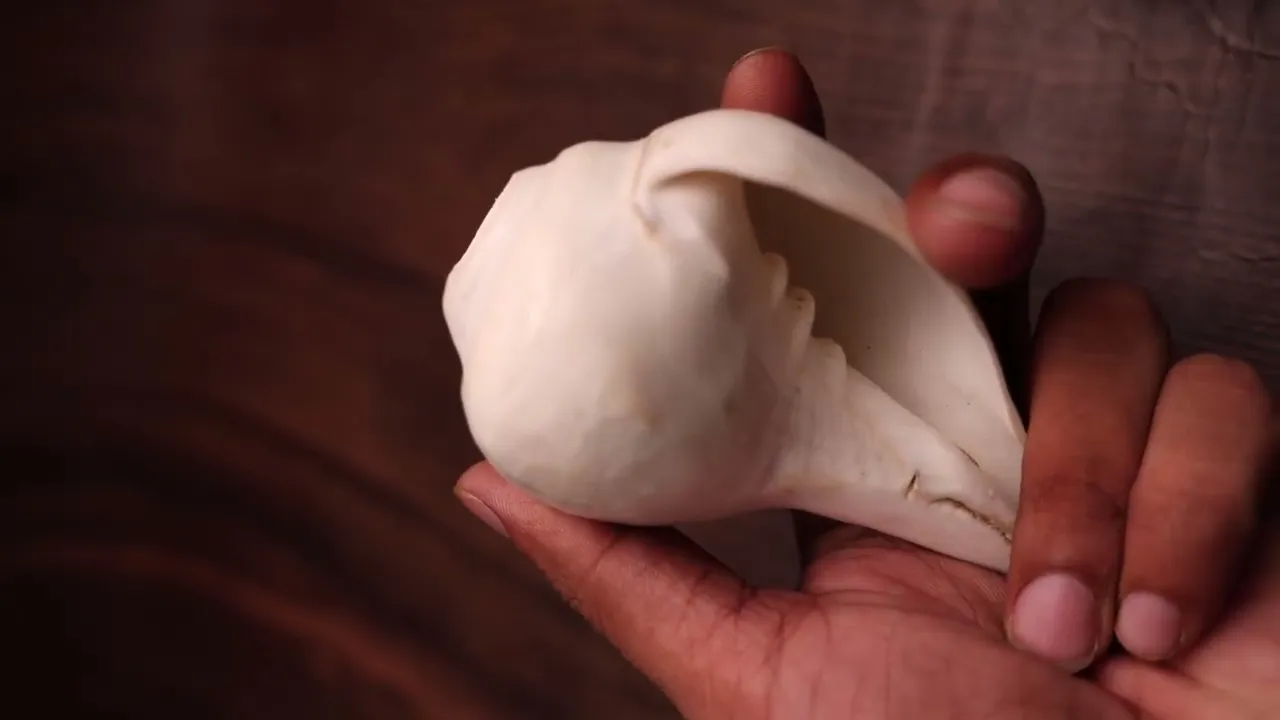 Blowing Shankh for Sacred Sound, Aarti & Puja Rituals