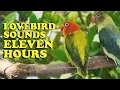 Download Lagu Lovebird Sounds - Euwing Green Opaline \u0026 Parblue Euwing Turquoise Opaline