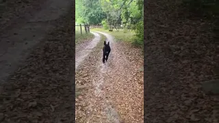 شوف الحديث يا بيلي اقطع الحديث يا بيلي انت الحديث يا بيلي اكمل ساعه كامله بيلنجهام ريال مدريد 