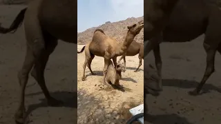 زواج الجمل  زواج الجمل